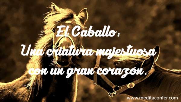 El caballo tiene un gran chakra corazón.