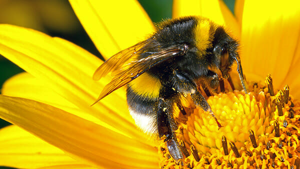 Una abeja poliniza una flor para representar el sexo entre flores.