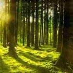 Un Tiempo de Paz en la Naturaleza