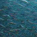 Sanación del Océano - El Corazón