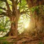 Meditación para el bienestar: Una relajación guiada que te trae sanación profunda