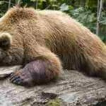 Sueño Profundo y Vuelo