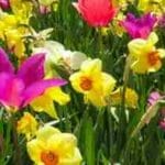 Distráete en un Lecho de Flores