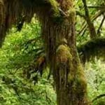 Meditación conexión con la Tierra: Conecta con la conciencia de Gaia