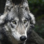 Montando un lobo por el bosque