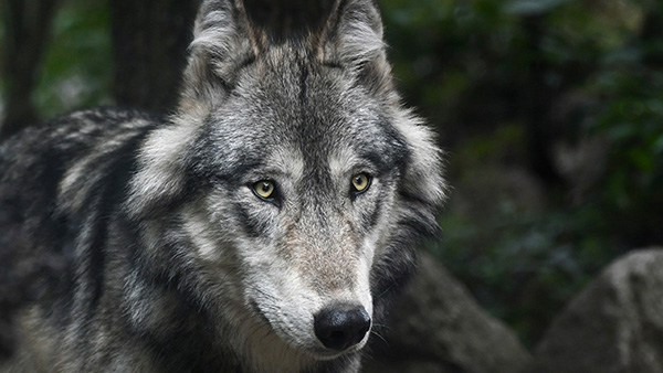 Montando un lobo por el bosque