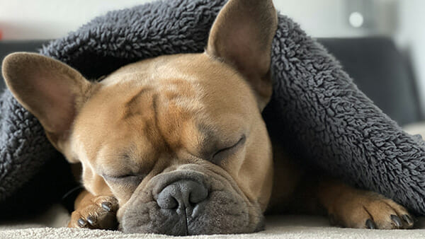 Cómo meditar en la cama.