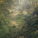 Viaje a través de los bosques abiertos