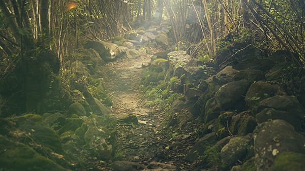 Viaje a través de los bosques abiertos