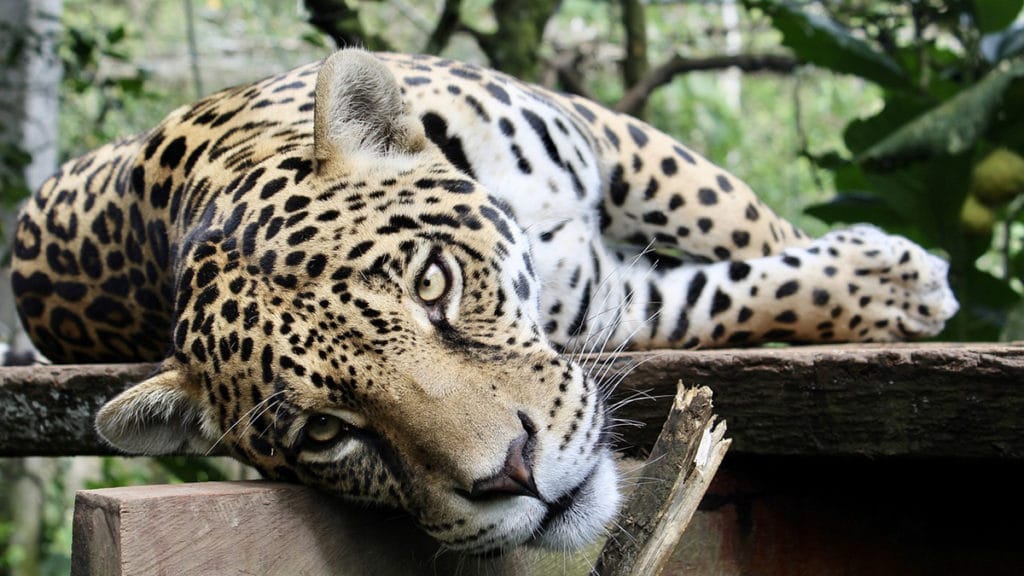 Los Animales Espíritu ayudan en el camino de tu vida.