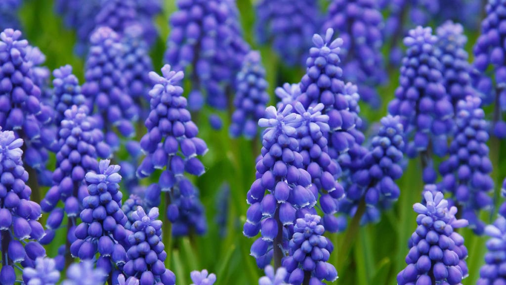 Un aura violeta generalmente viene acompañada de altas vibraciones.