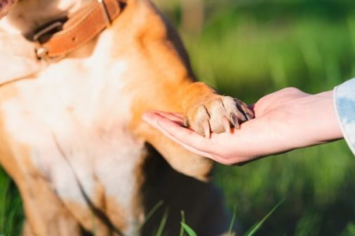Comunicación y curación de animales